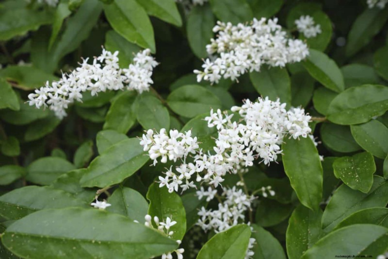Midwest Garden Problems: 25 Plants to Avoid for a Healthy Garden