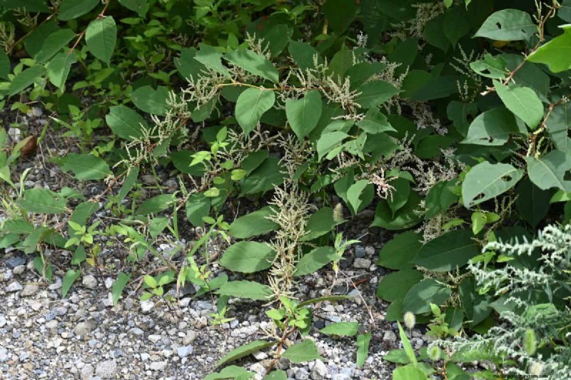 Midwest Garden Problems: 25 Plants to Avoid for a Healthy Garden