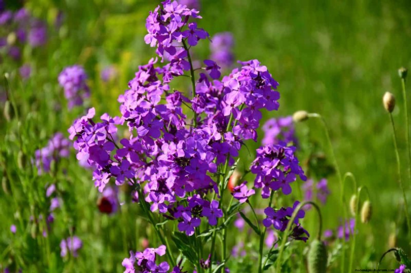 Midwest Garden Problems: 25 Plants to Avoid for a Healthy Garden