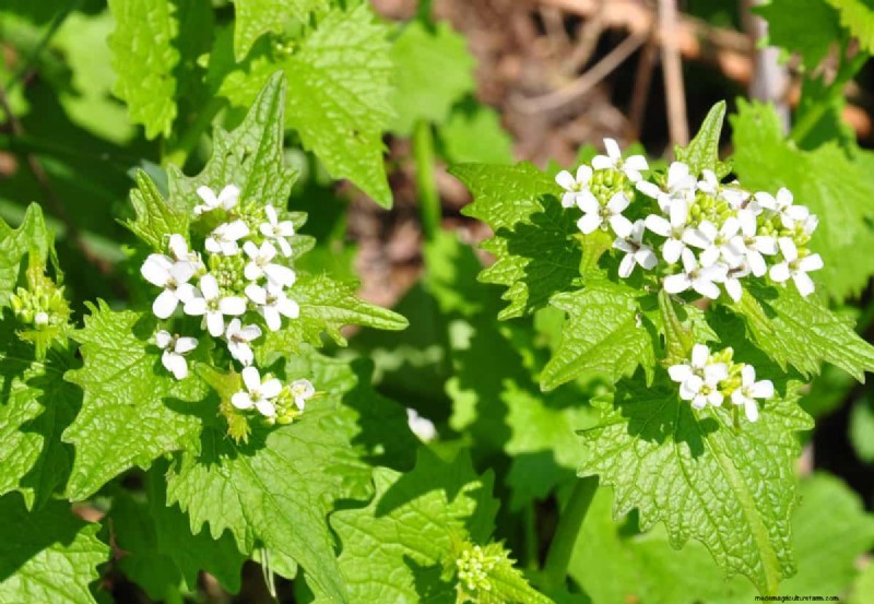Midwest Garden Problems: 25 Plants to Avoid for a Healthy Garden