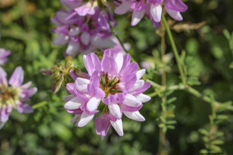 Midwest Garden Problems: 25 Plants to Avoid for a Healthy Garden