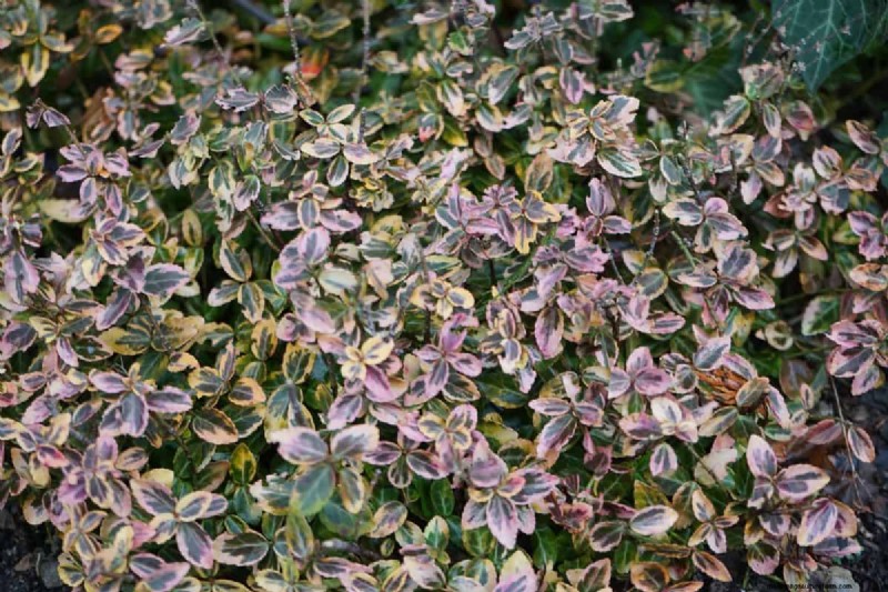 Midwest Garden Problems: 25 Plants to Avoid for a Healthy Garden