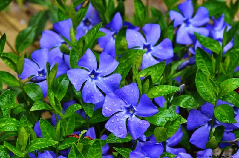 Midwest Garden Problems: 25 Plants to Avoid for a Healthy Garden