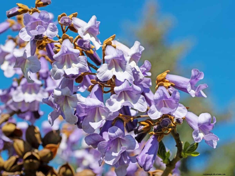 Midwest Garden Problems: 25 Plants to Avoid for a Healthy Garden