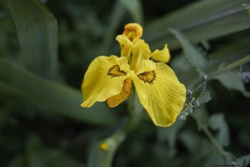 Midwest Garden Problems: 25 Plants to Avoid for a Healthy Garden