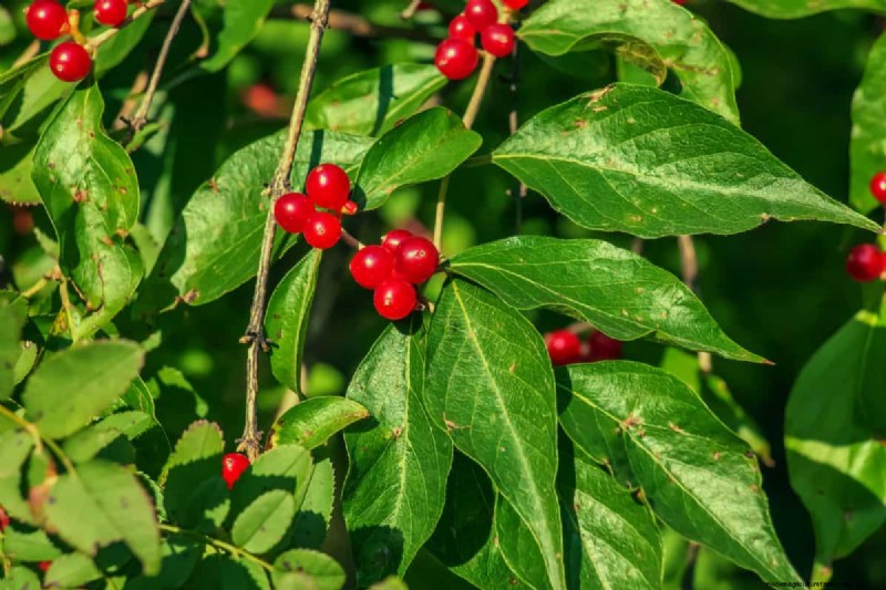 Midwest Garden Problems: 25 Plants to Avoid for a Healthy Garden