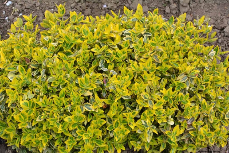 Midwest Garden Problems: 25 Plants to Avoid for a Healthy Garden
