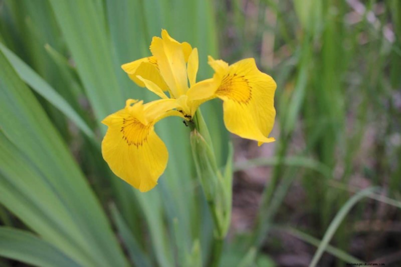 Midwest Garden Problems: 25 Plants to Avoid for a Healthy Garden