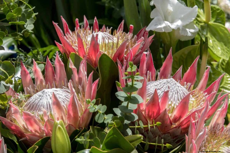 17 Challenging Plants for Beginner Gardeners (Avoid These!)