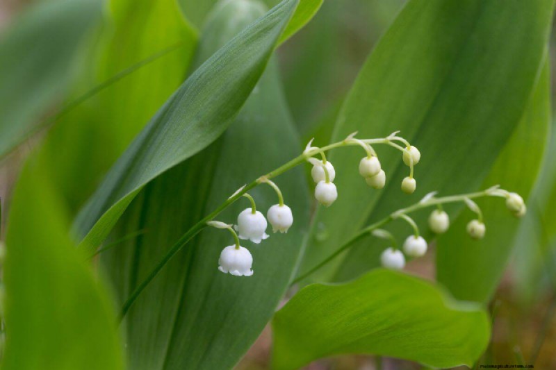17 Challenging Plants for Beginner Gardeners (Avoid These!)