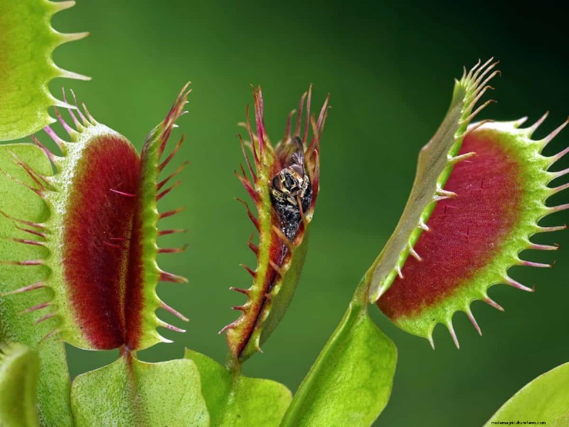 17 Challenging Plants for Beginner Gardeners (Avoid These!)