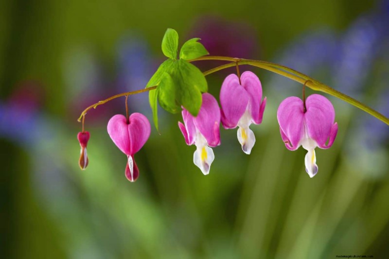 17 Challenging Plants for Beginner Gardeners (Avoid These!)