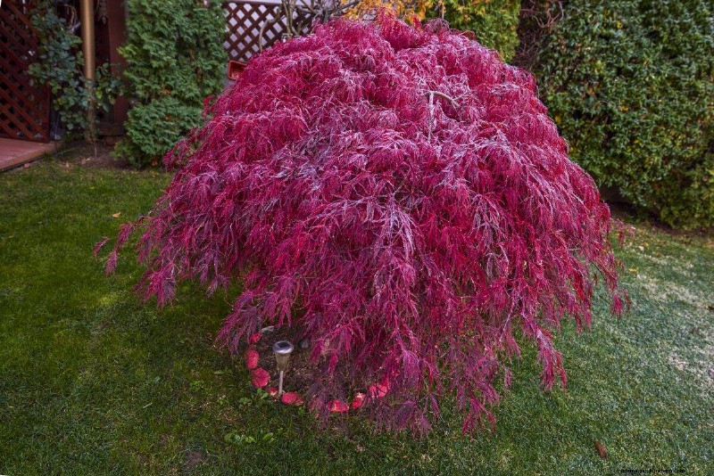17 Challenging Plants for Beginner Gardeners (Avoid These!)