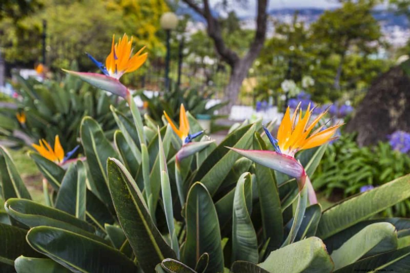 17 Challenging Plants for Beginner Gardeners (Avoid These!)