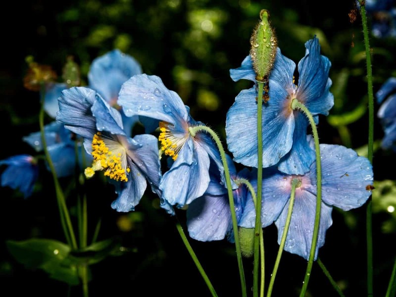 17 Challenging Plants for Beginner Gardeners (Avoid These!)
