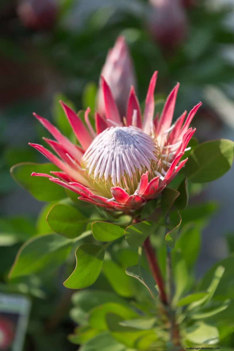 17 Challenging Plants for Beginner Gardeners (Avoid These!)