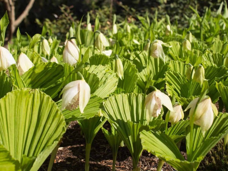 17 Challenging Plants for Beginner Gardeners (Avoid These!)