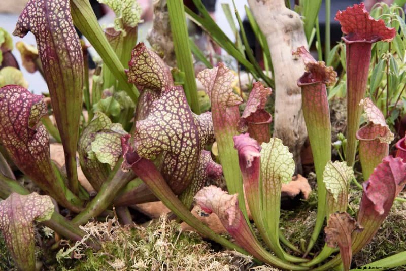 17 Challenging Plants for Beginner Gardeners (Avoid These!)