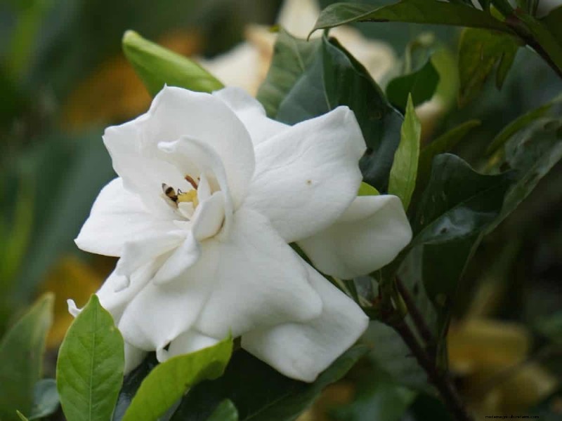 17 Challenging Plants for Beginner Gardeners (Avoid These!)