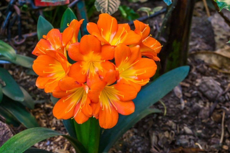 17 Challenging Plants for Beginner Gardeners (Avoid These!)