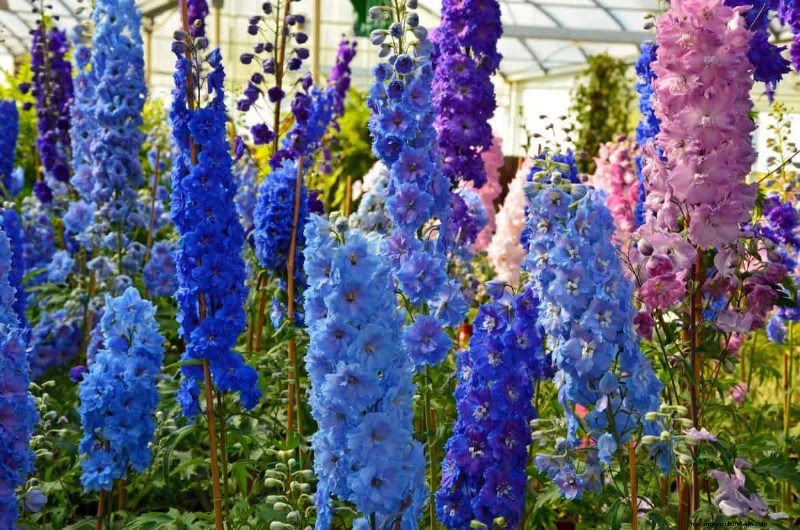17 Challenging Plants for Beginner Gardeners (Avoid These!)