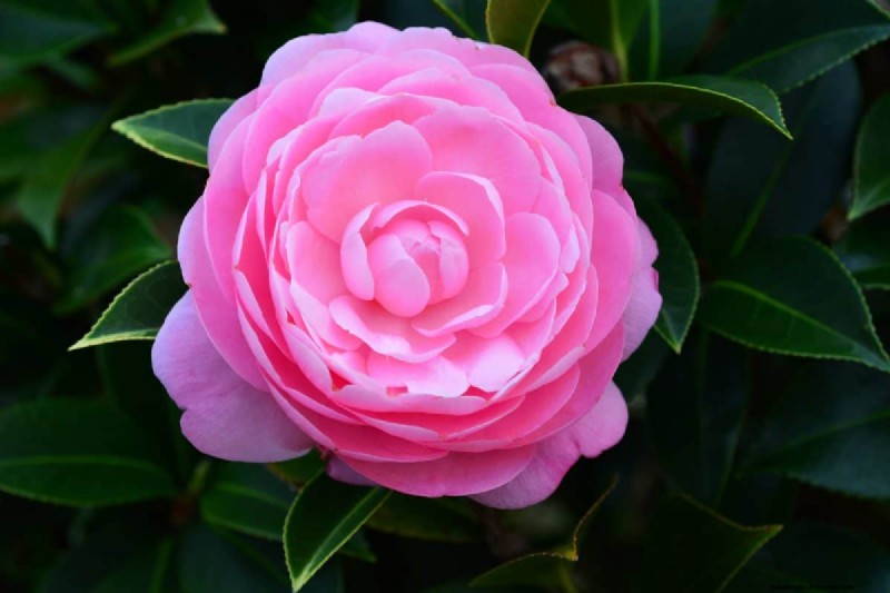 17 Challenging Plants for Beginner Gardeners (Avoid These!)