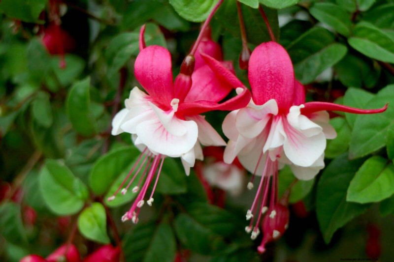 17 Challenging Plants for Beginner Gardeners (Avoid These!)