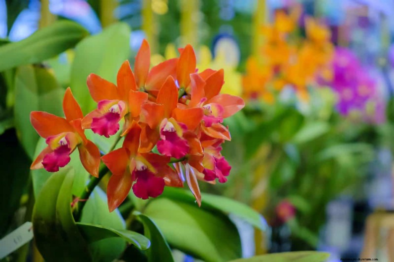 17 Challenging Plants for Beginner Gardeners (Avoid These!)