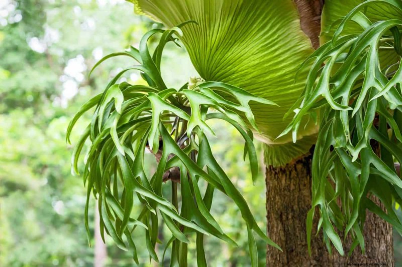 17 Challenging Plants for Beginner Gardeners (Avoid These!)