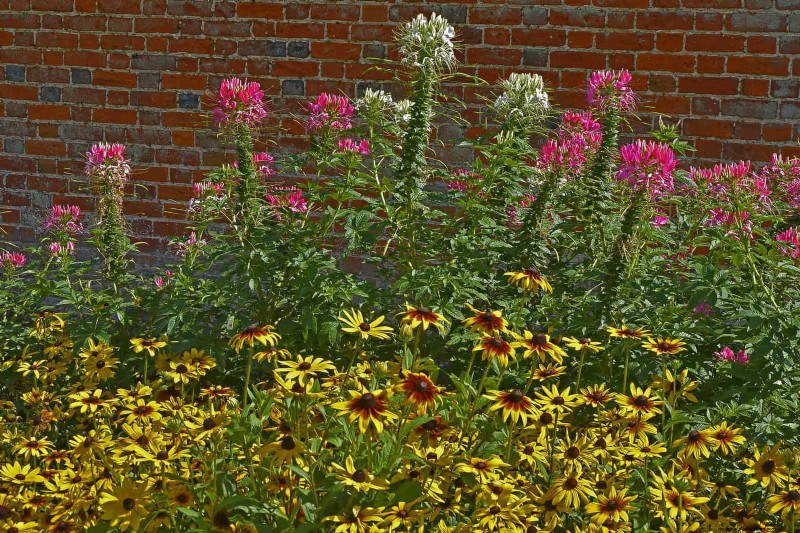 Best Flowers to Sow in July for a Late Summer Garden | Depositphotos
