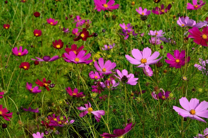 Best Flowers to Sow in July for a Late Summer Garden | Depositphotos