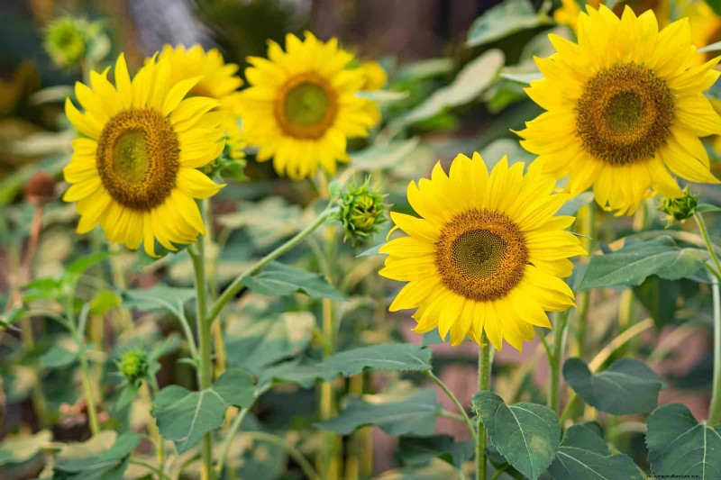 Best Flowers to Sow in July for a Late Summer Garden | Depositphotos