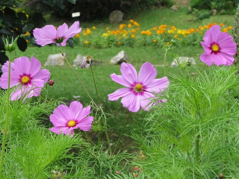 Best Flowers to Sow in July for a Late Summer Garden | Depositphotos