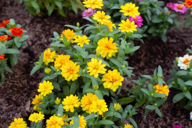 Best Flowers to Sow in July for a Late Summer Garden | Depositphotos