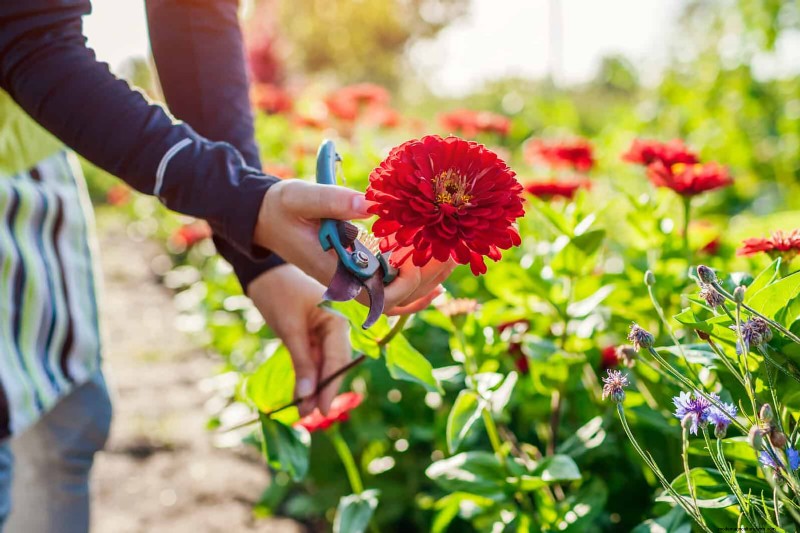 Best Flowers to Sow in July for a Late Summer Garden | Depositphotos