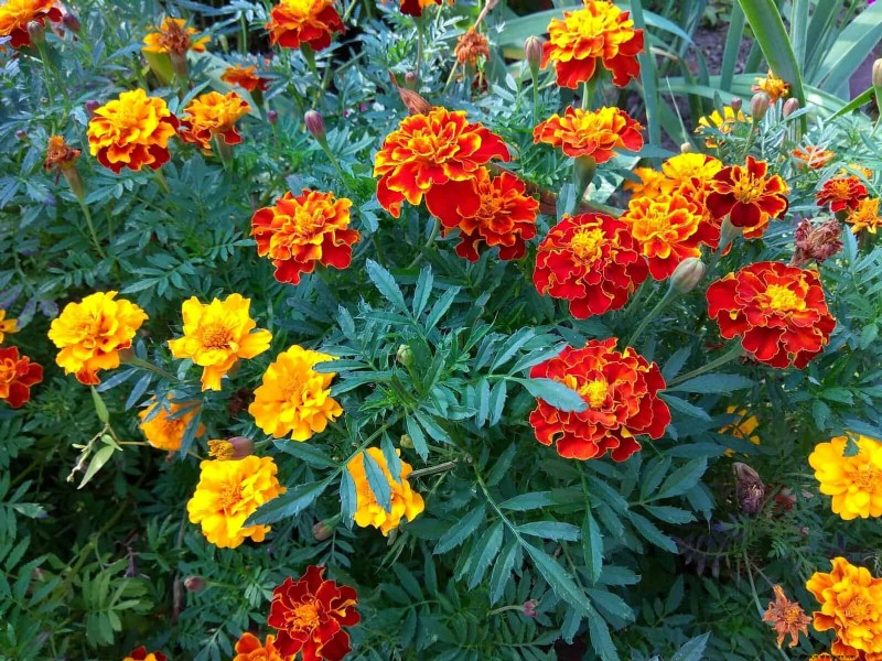 Best Flowers to Sow in July for a Late Summer Garden | Depositphotos