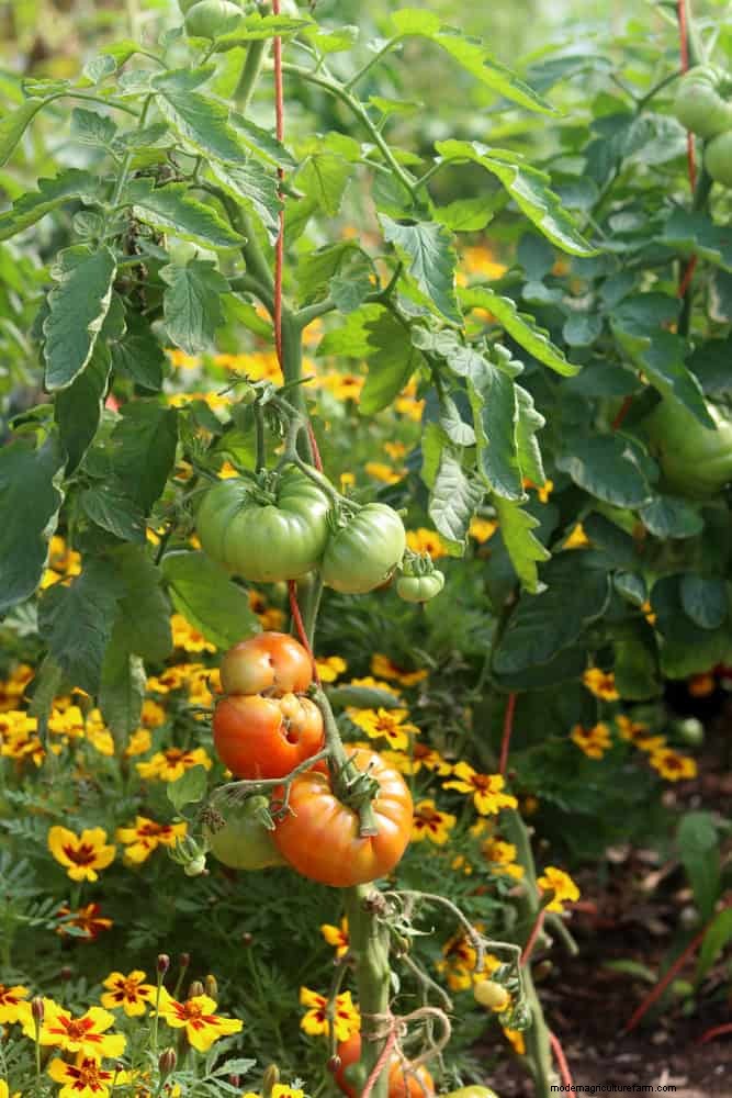 Best Flowers to Sow in July for a Late Summer Garden | Depositphotos