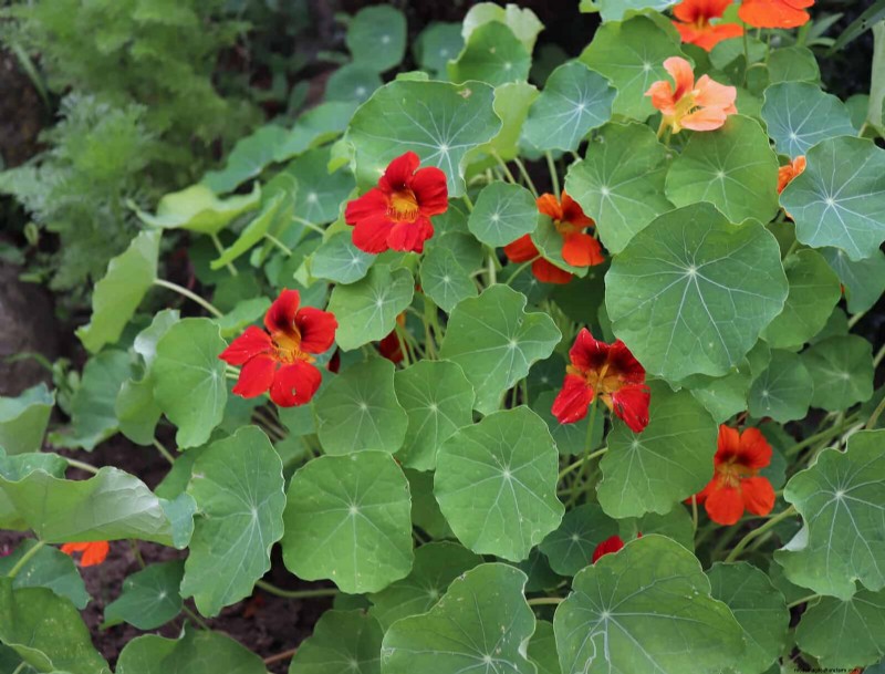 Best Flowers to Sow in July for a Late Summer Garden | Depositphotos