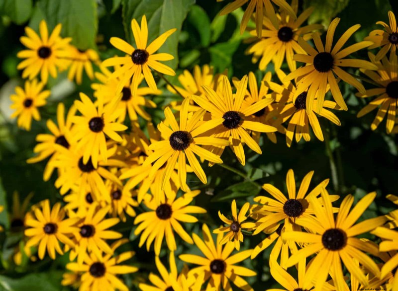 Best Flowers to Sow in July for a Late Summer Garden | Depositphotos