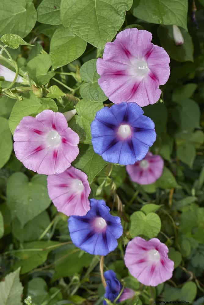 Best Flowers to Sow in July for a Late Summer Garden | Depositphotos