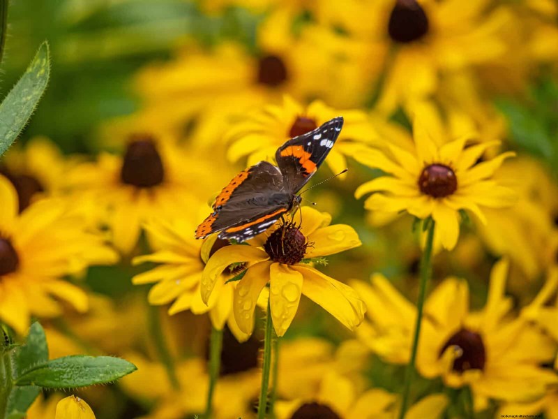 Best Flowers to Sow in July for a Late Summer Garden | Depositphotos
