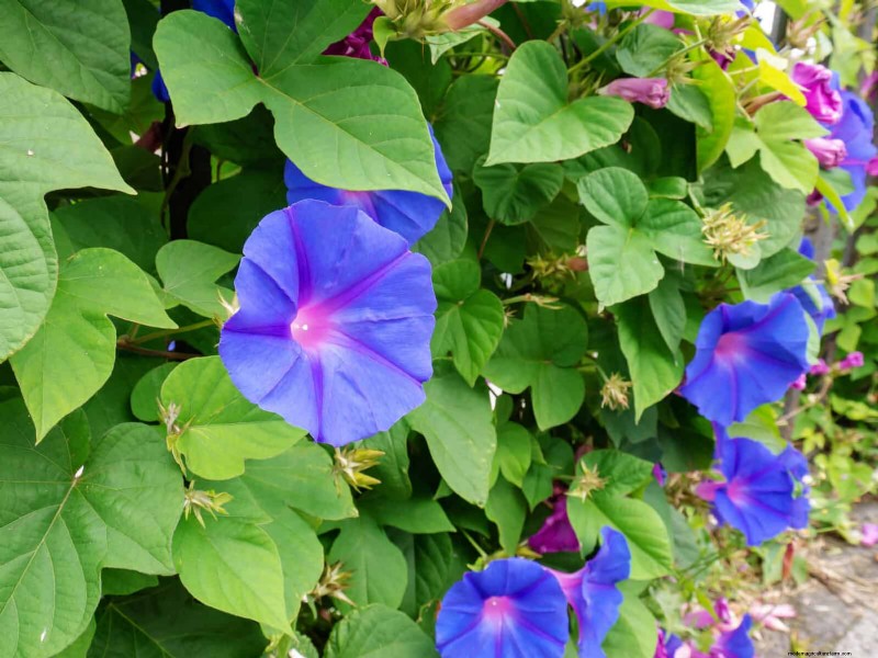 Best Flowers to Sow in July for a Late Summer Garden | Depositphotos