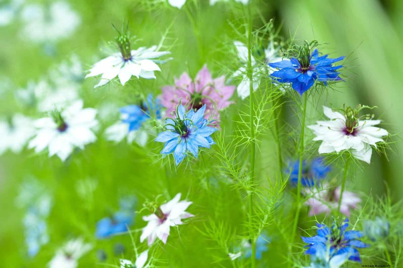 Best Flowers to Sow in July for a Late Summer Garden | Depositphotos
