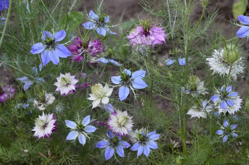 Best Flowers to Sow in July for a Late Summer Garden | Depositphotos