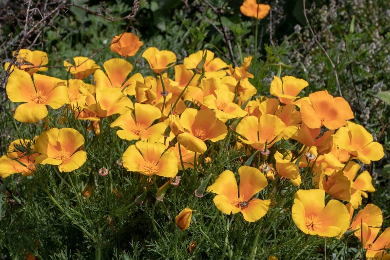 Best Flowers to Sow in July for a Late Summer Garden | Depositphotos