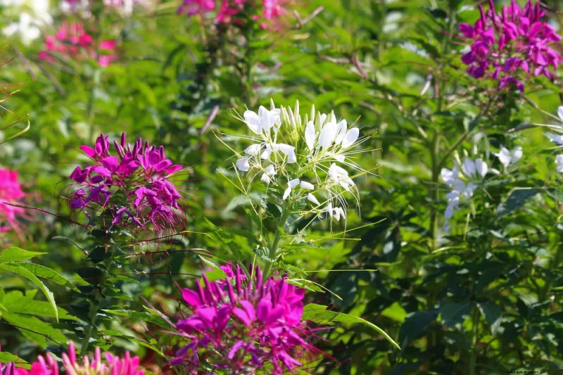 Best Flowers to Sow in July for a Late Summer Garden | Depositphotos