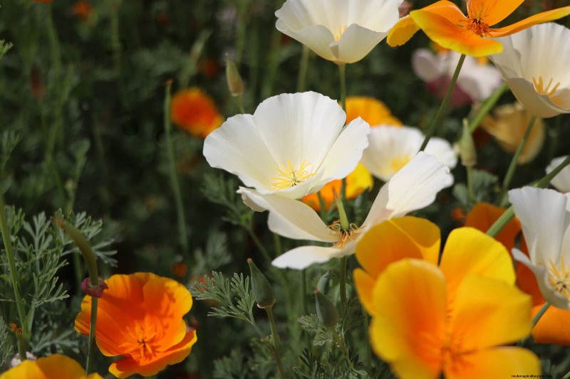 Best Flowers to Sow in July for a Late Summer Garden | Depositphotos