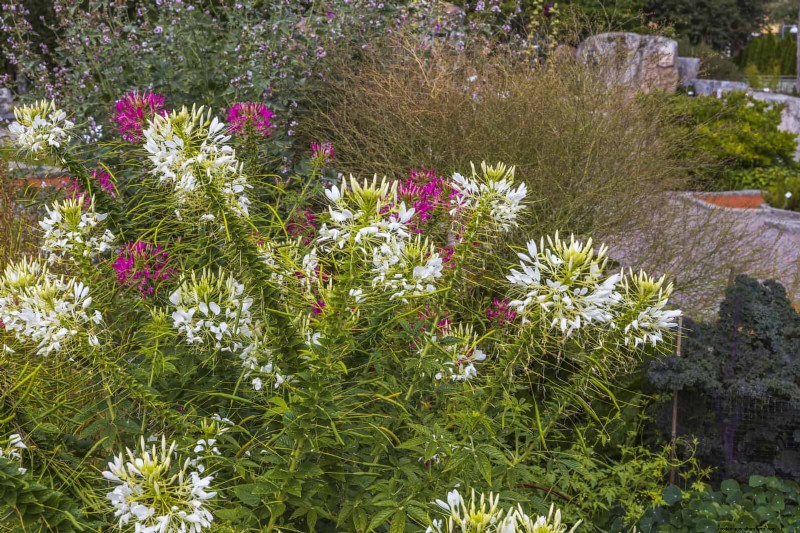 Best Flowers to Sow in July for a Late Summer Garden | Depositphotos