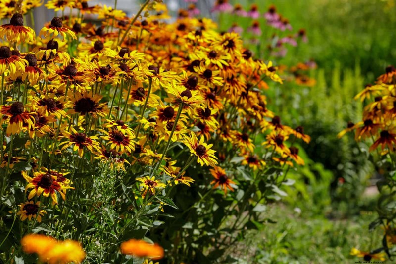 Best Flowers to Sow in July for a Late Summer Garden | Depositphotos