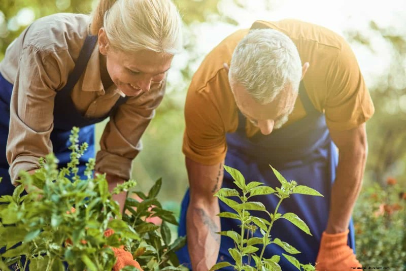 Mid-Season Vegetable Garden Care: 15 Tasks for a Bountiful Harvest